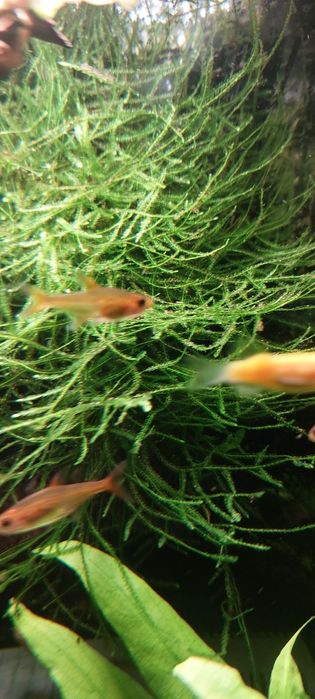 Ogromna porcja Java moss, mech do akwarium