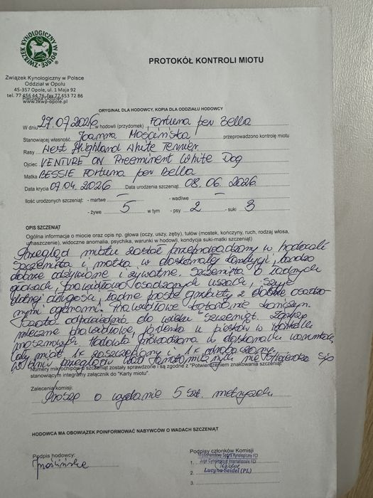 Westie szczenię ur. 9.06.26 – zdrowie, stabilny charakter, przemyślany miot