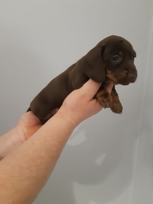 Jamnik krótkowłosy czekoladowy