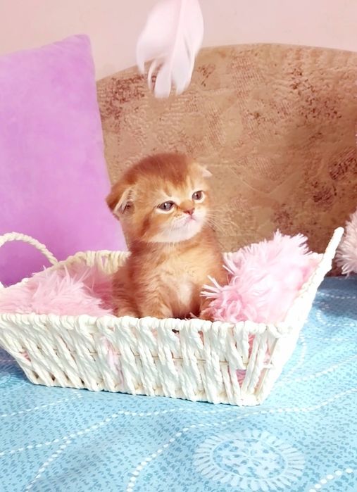 Кошенятко Фолдик Золота шиншила