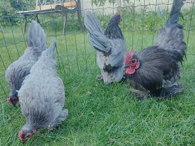 Інкубаційне яйце.(Курчата) Мільфлер фарфоровий,синій, срібло,ізабелла.