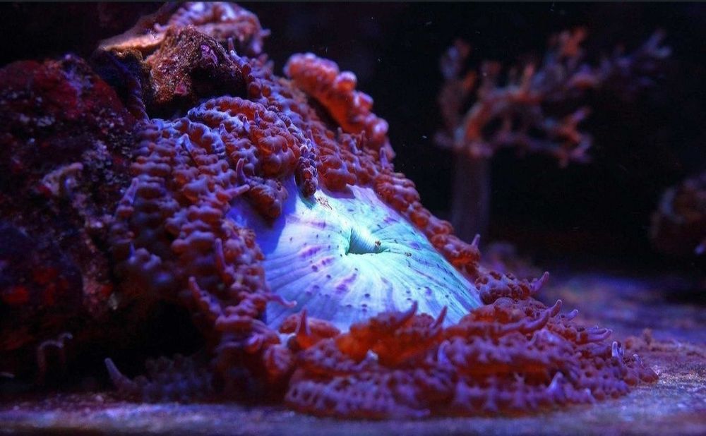 Ukwiał Phymanthus buitendijki