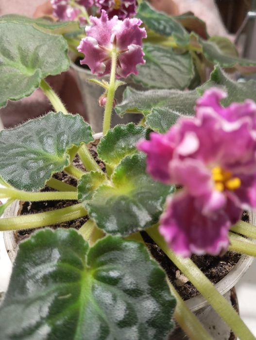 Дітки фіалок продам