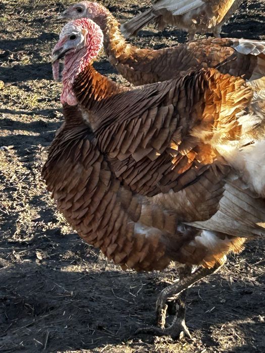 Продам молодь індиків червоний бурбон