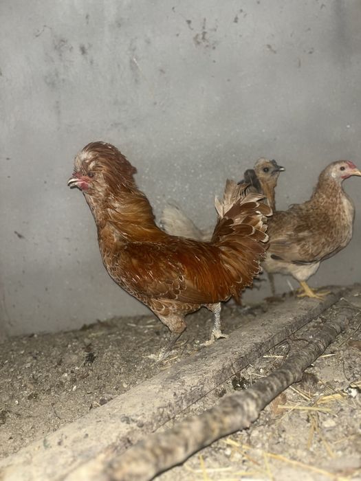 Garnizo macho padovano