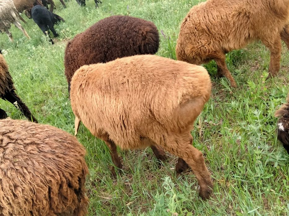 Гісар, продам ягнят, баранчики