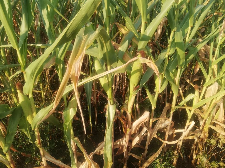 Kukurydza na pniu na kiszonkę