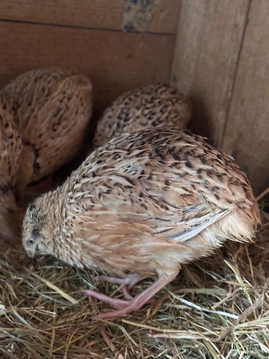 Codornizes de qualidade