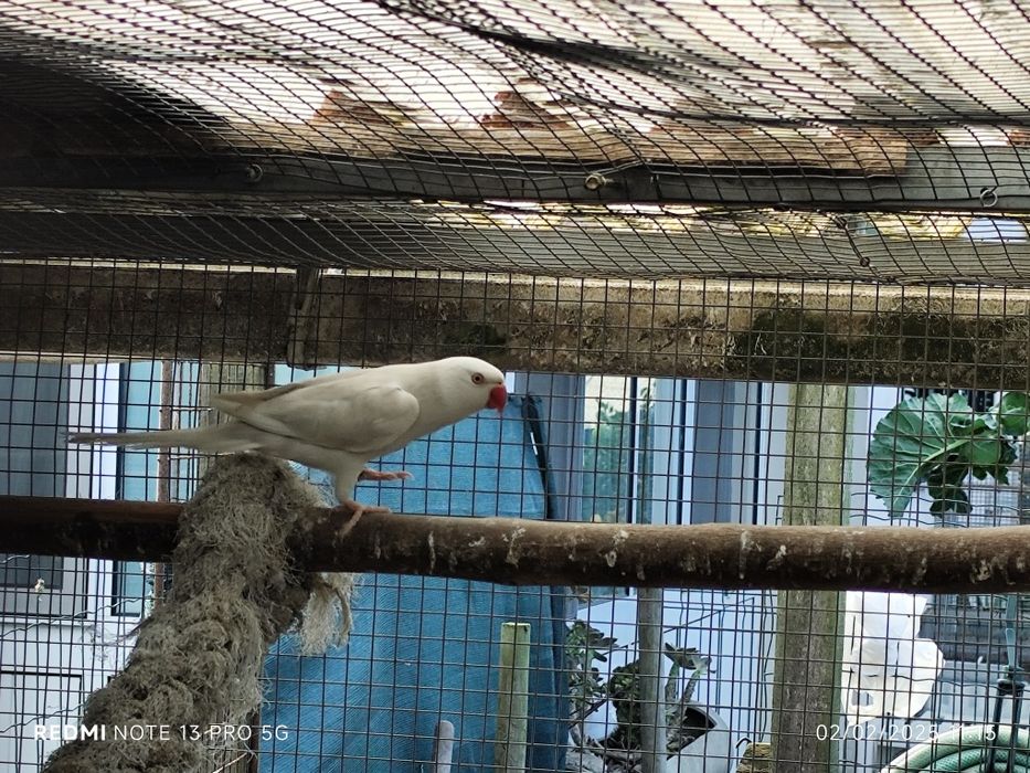 4 ringnecks para cedência três fêmeas e 1 macho.