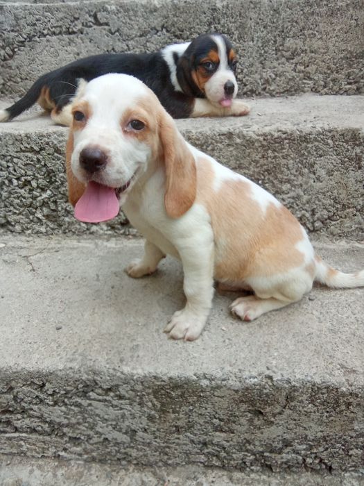 Beagle bicolor fêmea