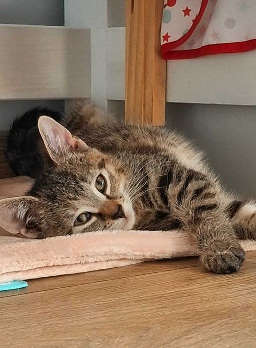 Mrusia 8tyg kociczka do.adopcji
