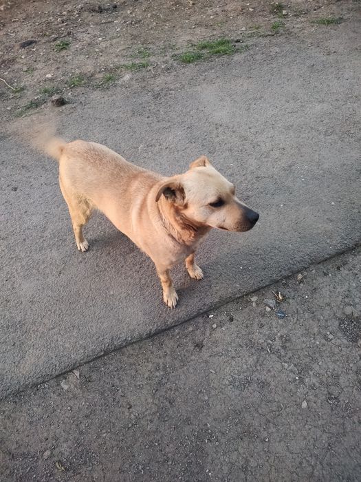 Дуже добра і грайлива