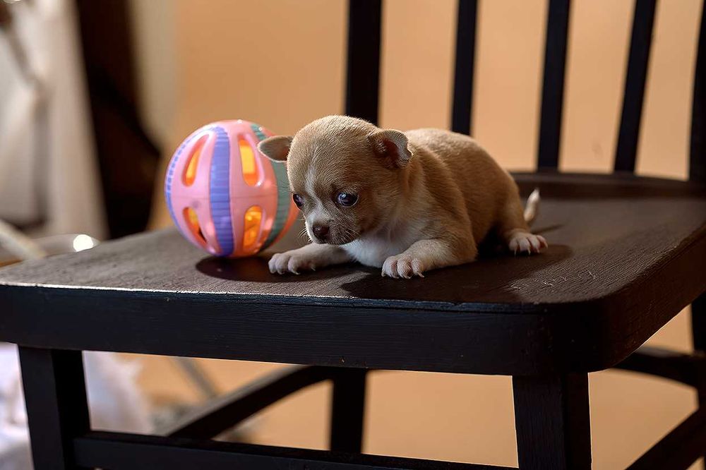 Маленькие малыши с огромным любящим сердцем, для лучших родителей!!!