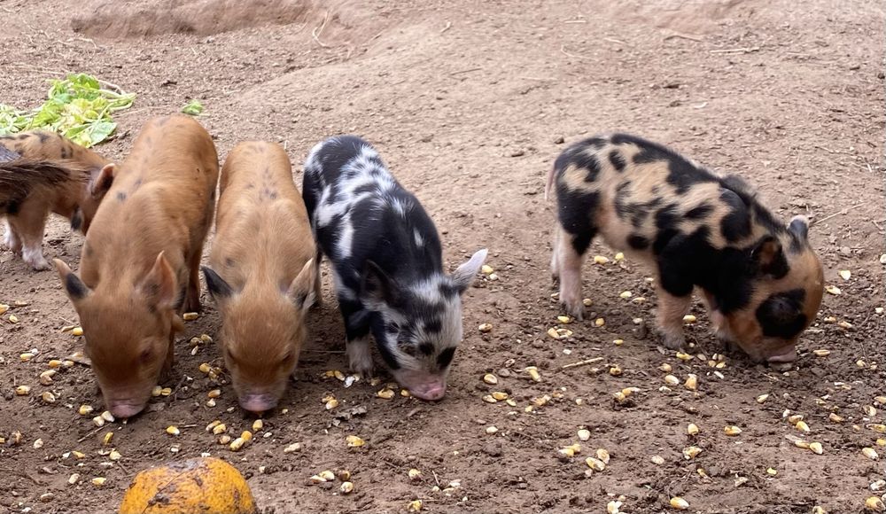 Kune Kune -leitoes