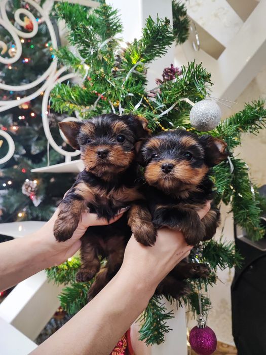 Кукольные Девочки Йоркширский терьер