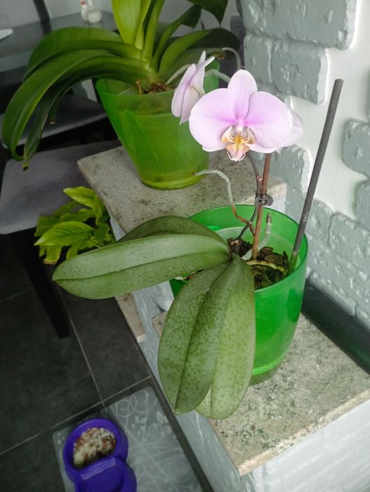 Орхидея комнатная
