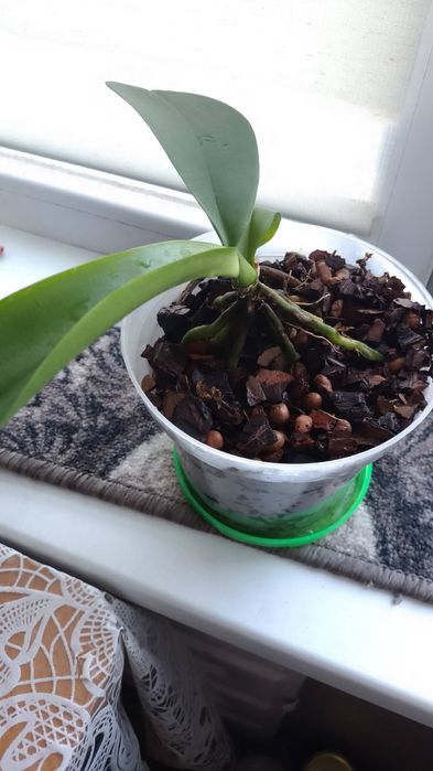 Продам орхидею белая