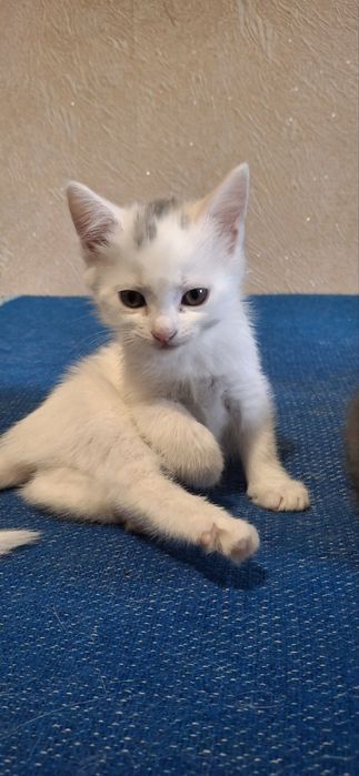 Віддам кошенят безкоштовно