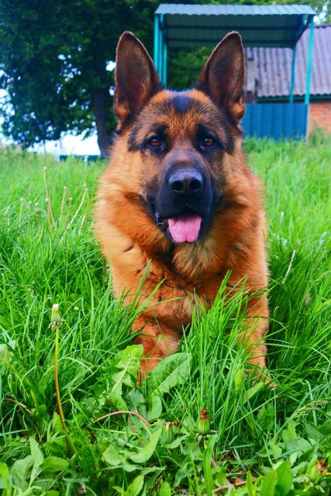 Кобель для вязки