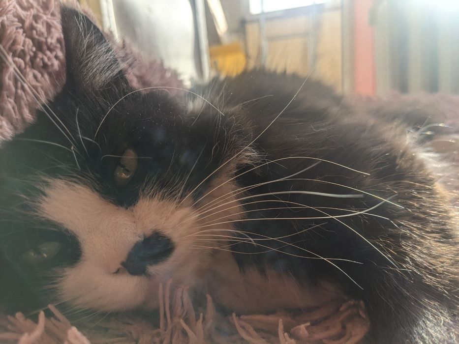 Віддаю кицю у добру та відповідальну сім‘ю