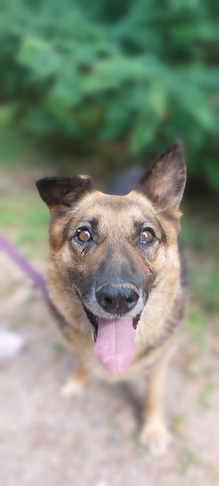 Seniorka w typie owczarka niemieckiego szuka domu na dobre