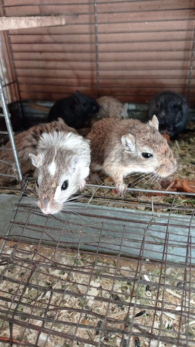 Домашні ,декоративні піщані миші