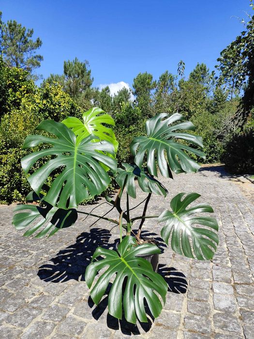 Plantas Montera Deliciosa / Costela de Adão grandes