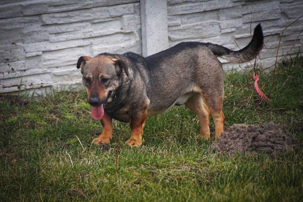 Mobil - średniej wielkości psiak