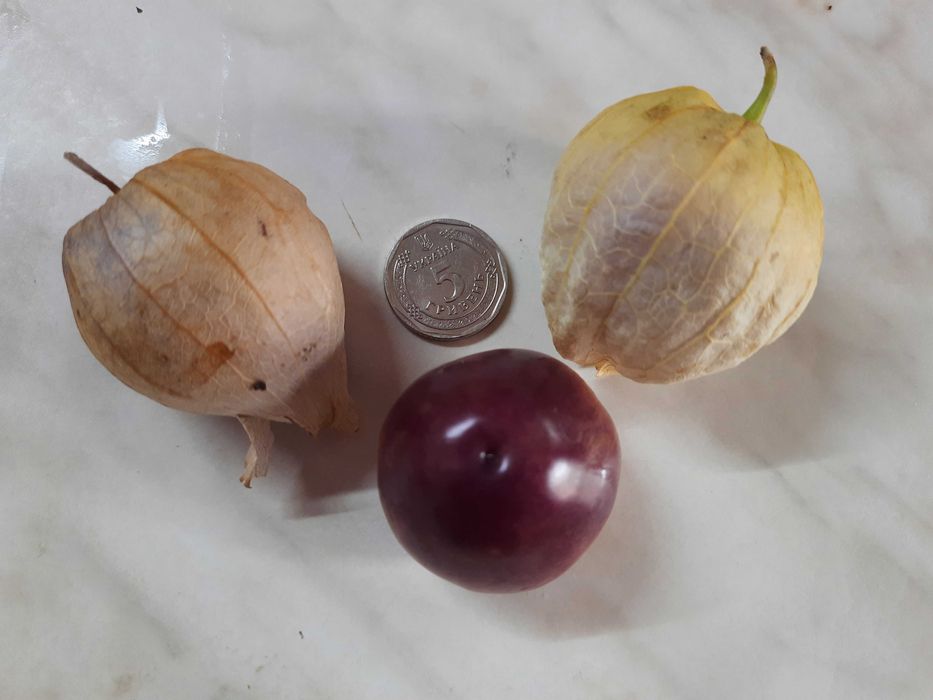 Насіння фізаліса овочевого крупноплідного.