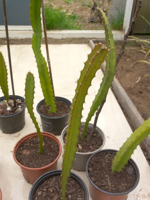 Vendo planta pitaia amarela