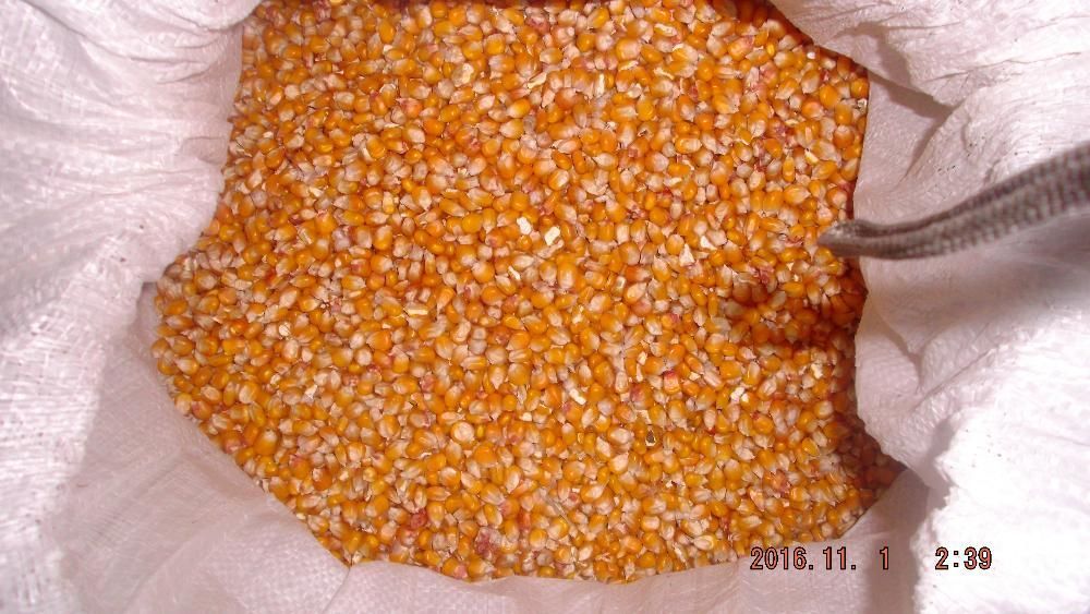 kukurydza ziarno