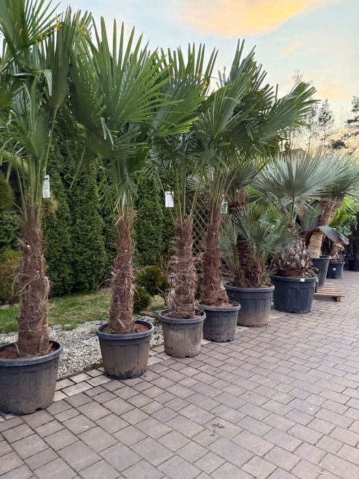 Trachycarpus fortunei palma mrozoodporna duża do ogrodu taras egzotyczna