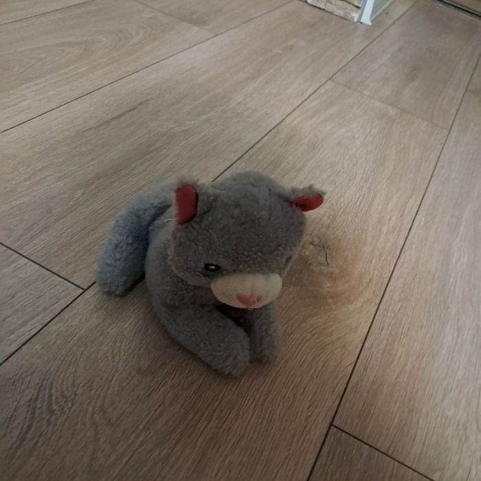 Pluszak kot cute