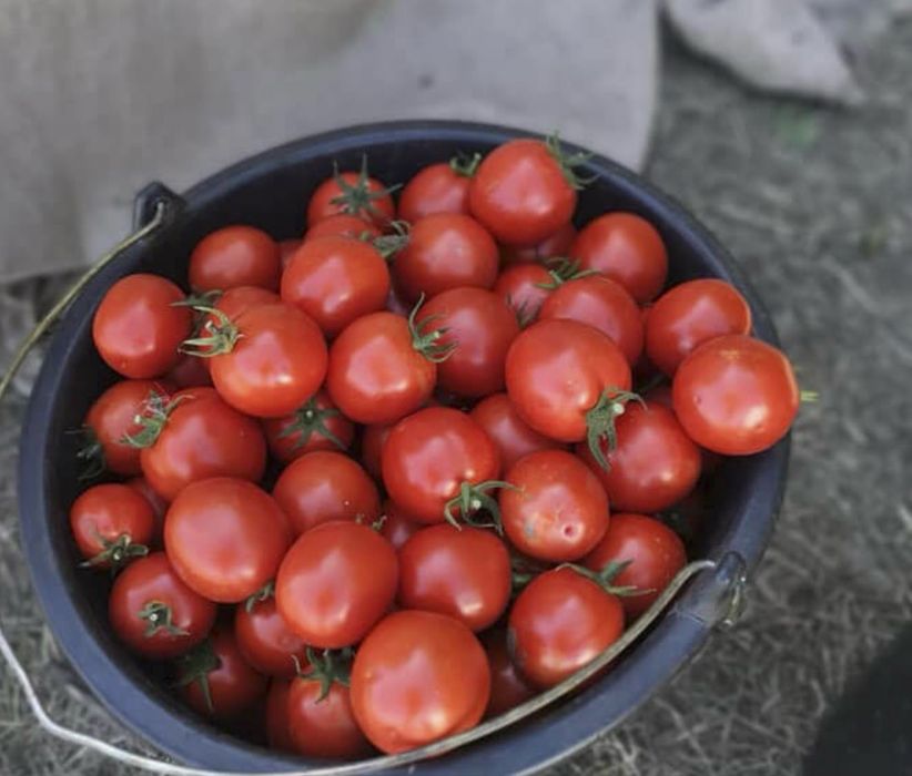Продам помидор асвон есть обьем