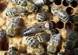 Пчеломатки. Карника из Словении