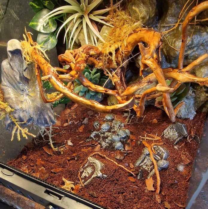 Exo terra 30x30x30 terrarium bioaktywne ptasznik modliszka gekon drzew