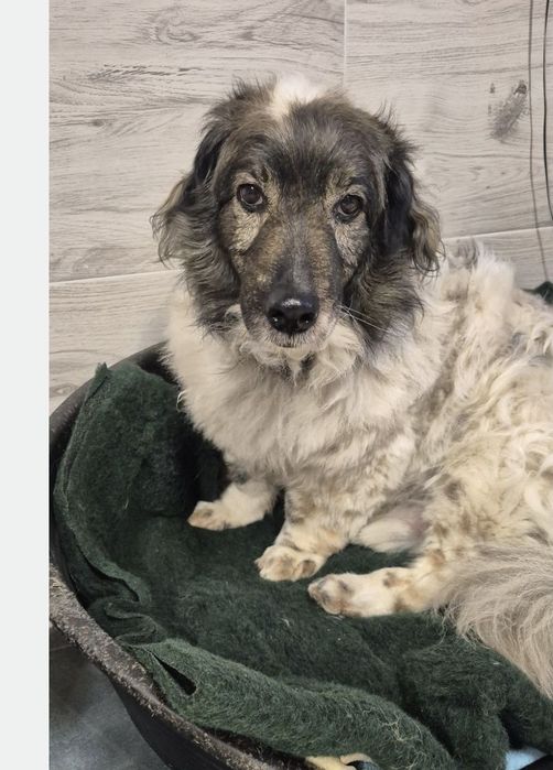 Piesek okolo 7 lat