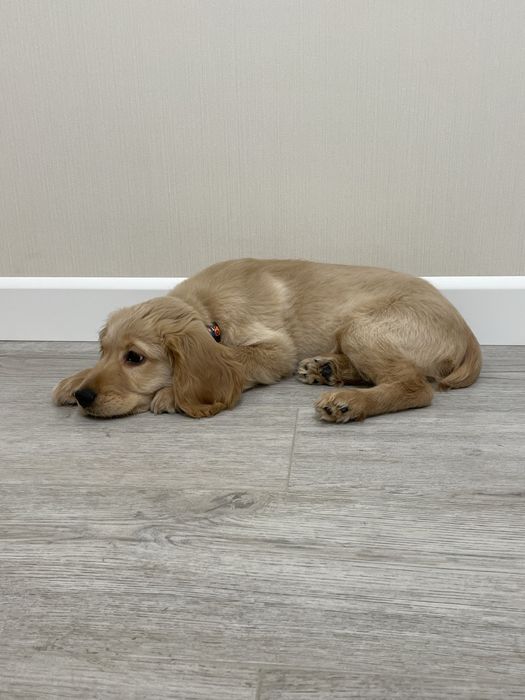 Песик Англійський Кокер Спаніель