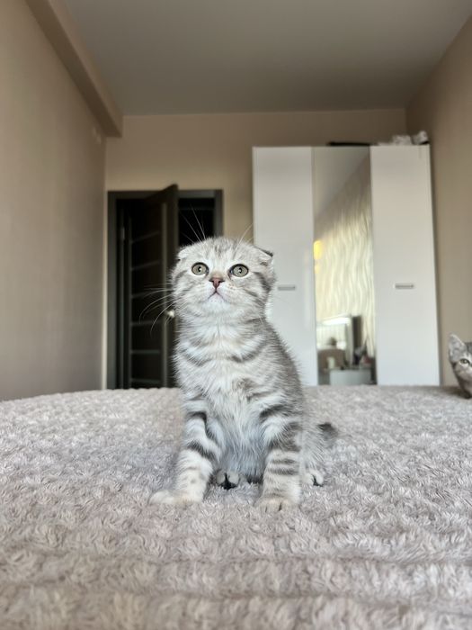 Висловухий шотландець кошеня хлопчик 2 місяці scottish fold