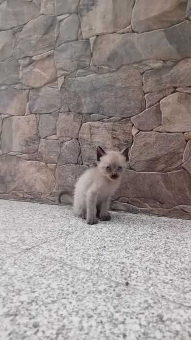 Gatinhos para adoção