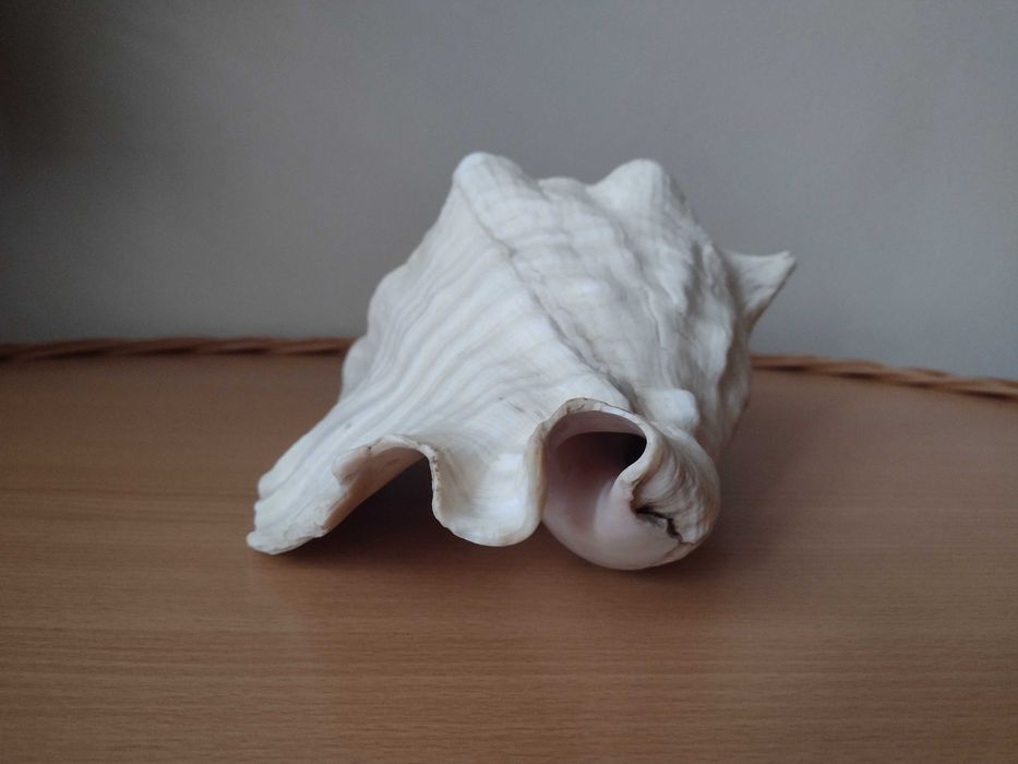 Akwarium muszla morska 23,5cm Warszawa