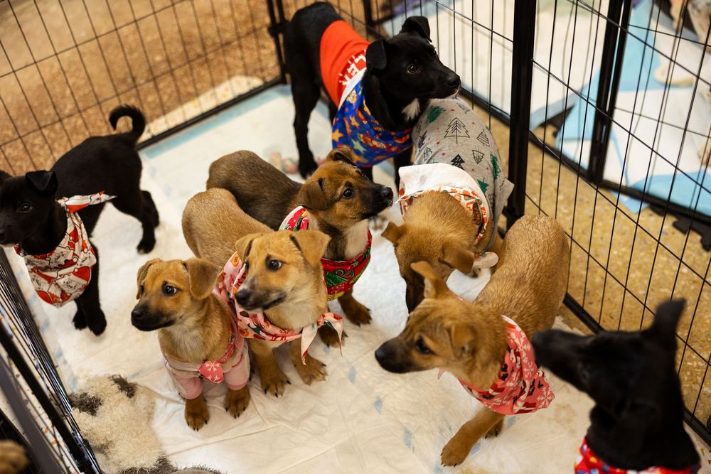 Різдвяні подаруночки