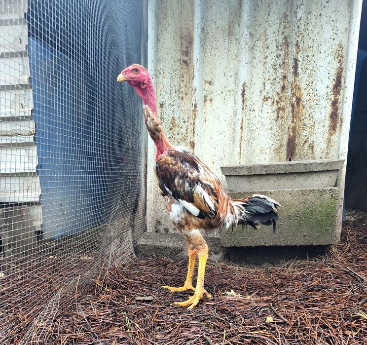 Polaco Gigante Frango