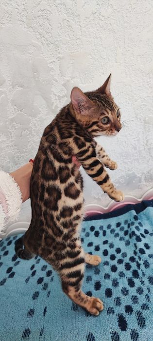 Бенгальская клубная кошечка 4 мес.