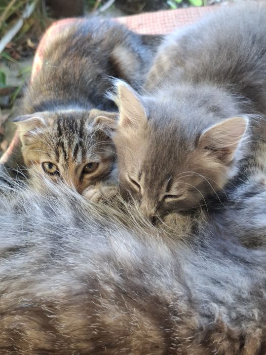 Кошеня дівчинка (вісловушка), 2 міс, безкоштовно