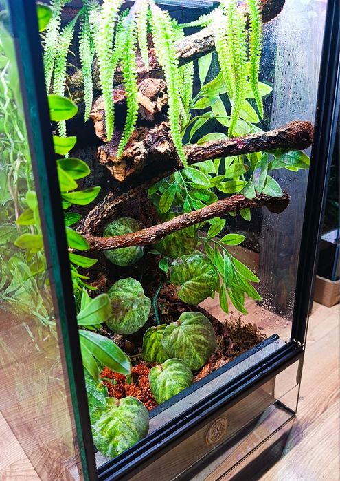 Terrarium 30x30x50 od ręki gekon