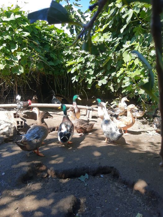 Ovos de pata Ruan galados