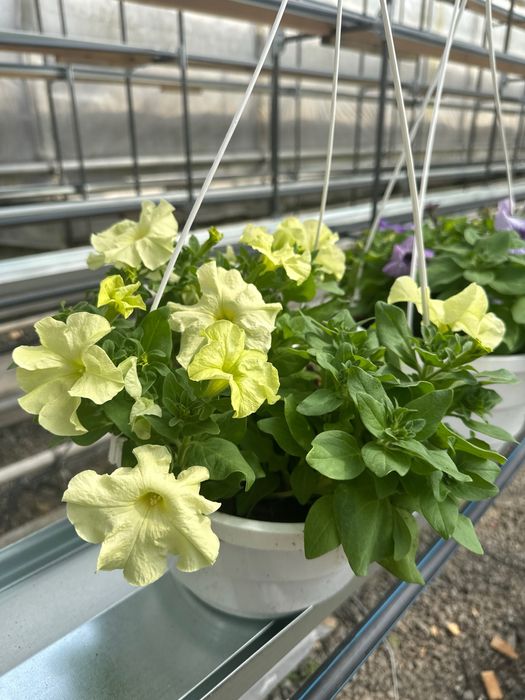 Петунія однорічна