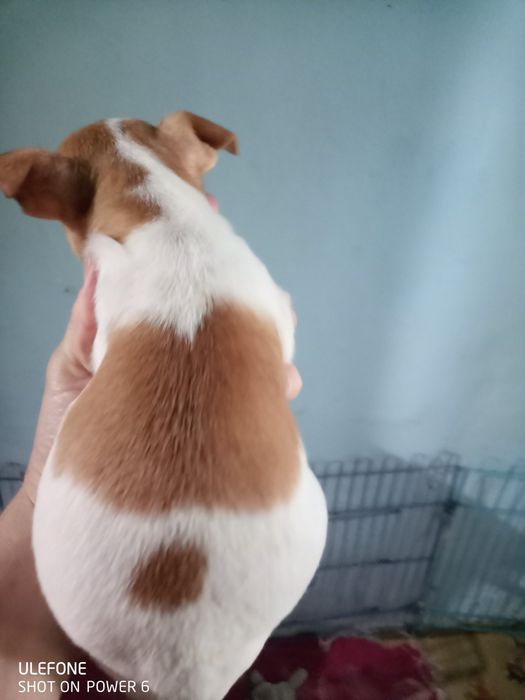 Чихуахуа хлопчик стандарт