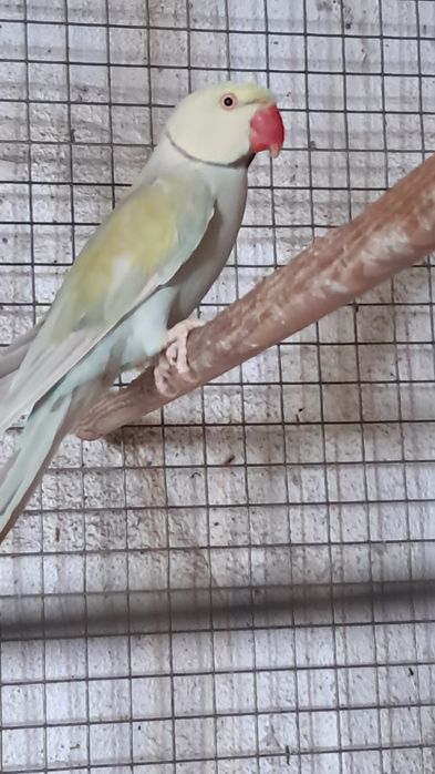 2 casais de ring necks adultos